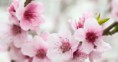 CHERRI PLUM